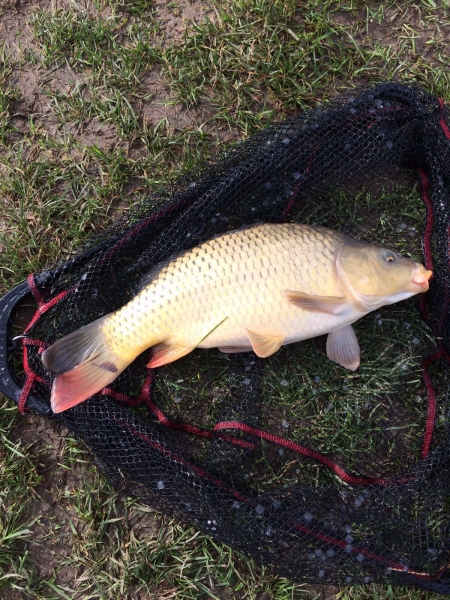 Baiersweiher 48 cm 3.4.16