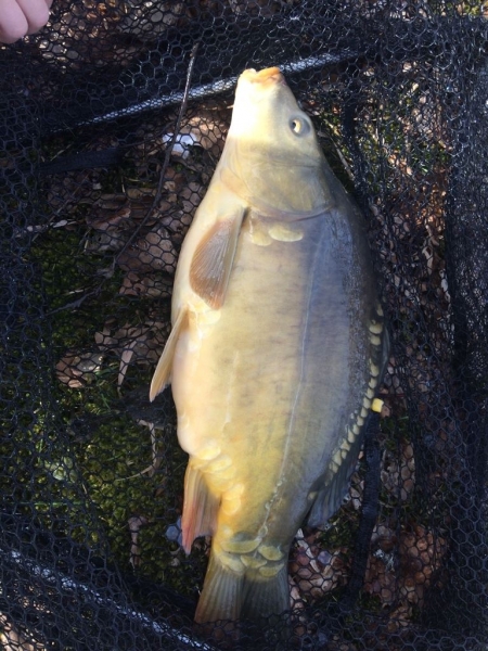 Spiegelkarpfen 49cm