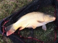 Baiersweiher 48 cm 3.4.16