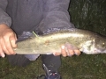 zander-13-06-15