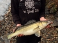 Zander Weißenstädter See Herbst 2015