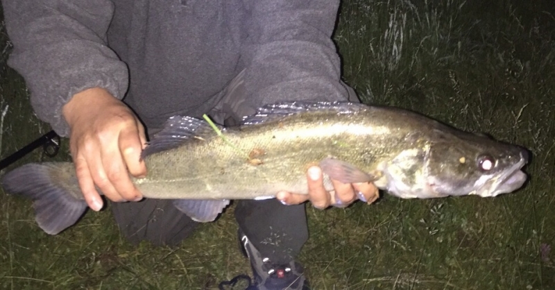 zander-13-06-15