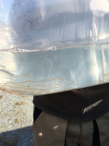 Glasaale Besatz 2016