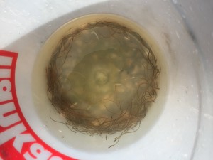 Glasaale Besatz 2016