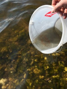 Glasaale Besatz 2016