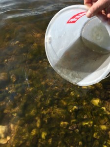 Glasaale Besatz 2016