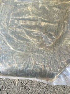 Glasaale Besatz 2016