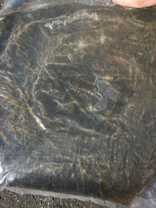 Glasaale Besatz 2016