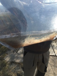 Glasaale Besatz 2016